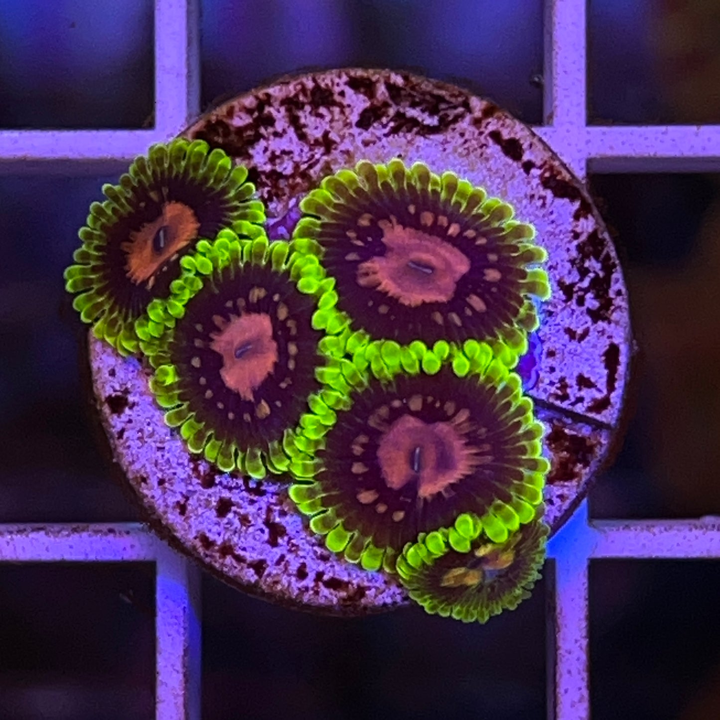 Scarlet Fever Zoas (5 polyps)