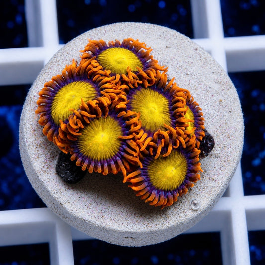 Mandarin Orange Zoas (6 polyps)