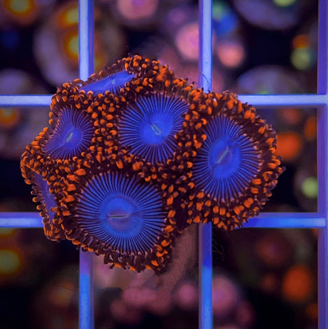 Amazing Superman Zoas (6 Polyps)