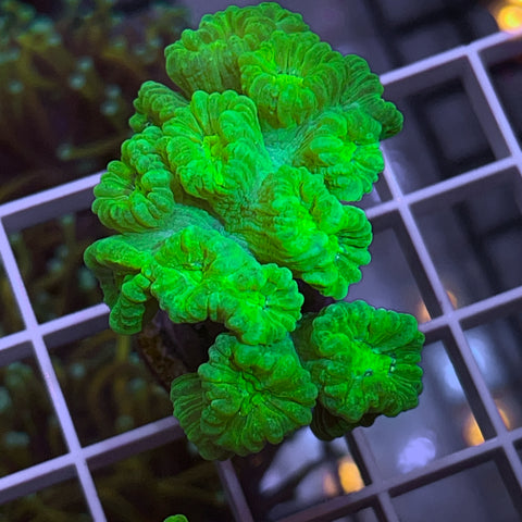 Kryptonite Trumpet colony -a1
