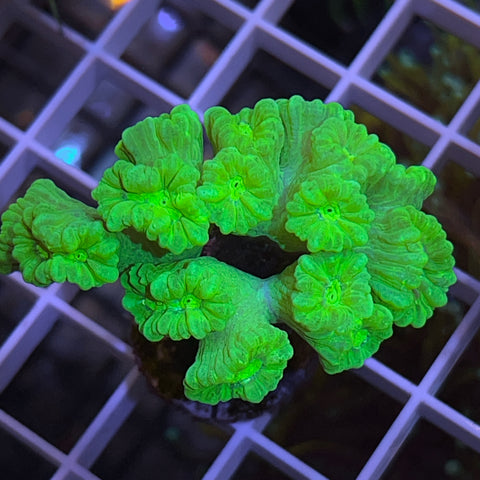 Kryptonite Trumpet colony -a2