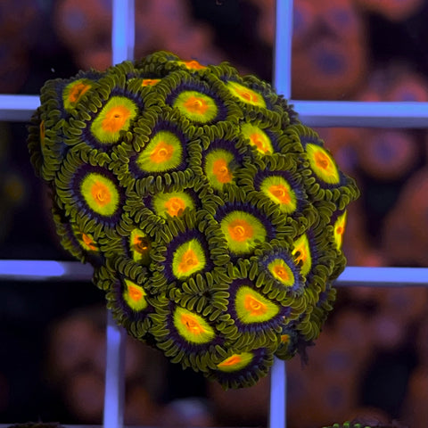 Tutti Frutti Zoa Full Plug!