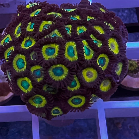 XLG  Zoa Mix -c6