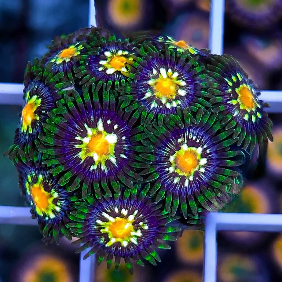 Daisy Cutters Zoas  (10 polyps)