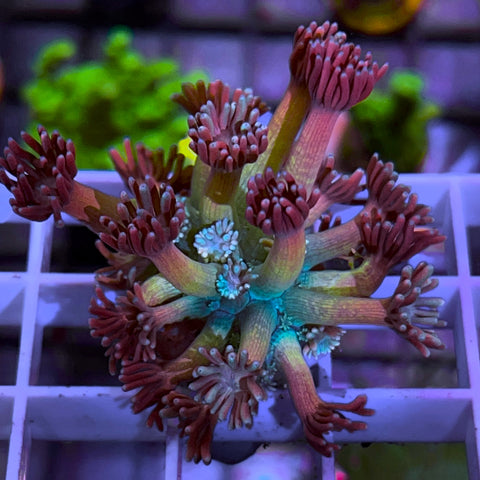 SBB Treasure Chest Goni - F3