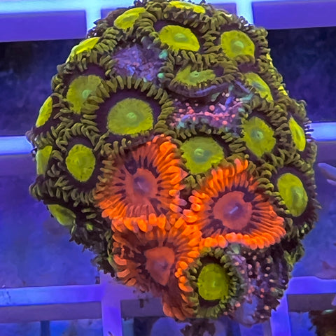 Burning Embers Zoa Mix -c5