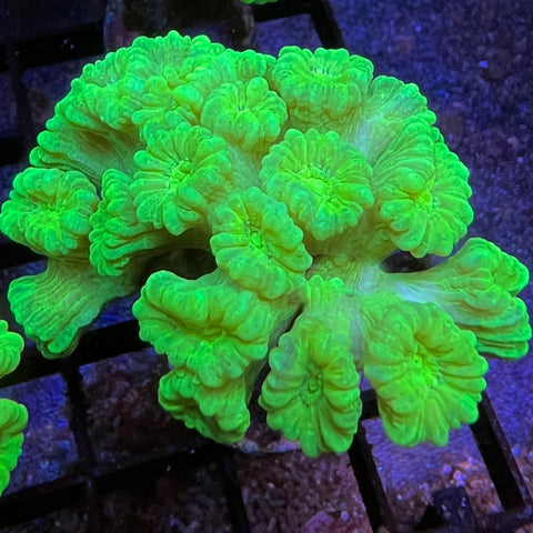 Kryptonite Trumpet colony -a5