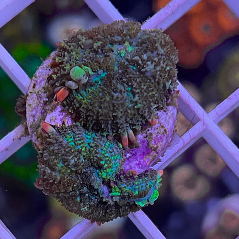 Unknown Bounce Mushroom -o