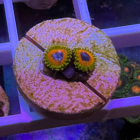 Great Owls Zoas -d1