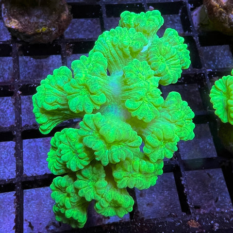 Kryptonite Trumpet colony -a4