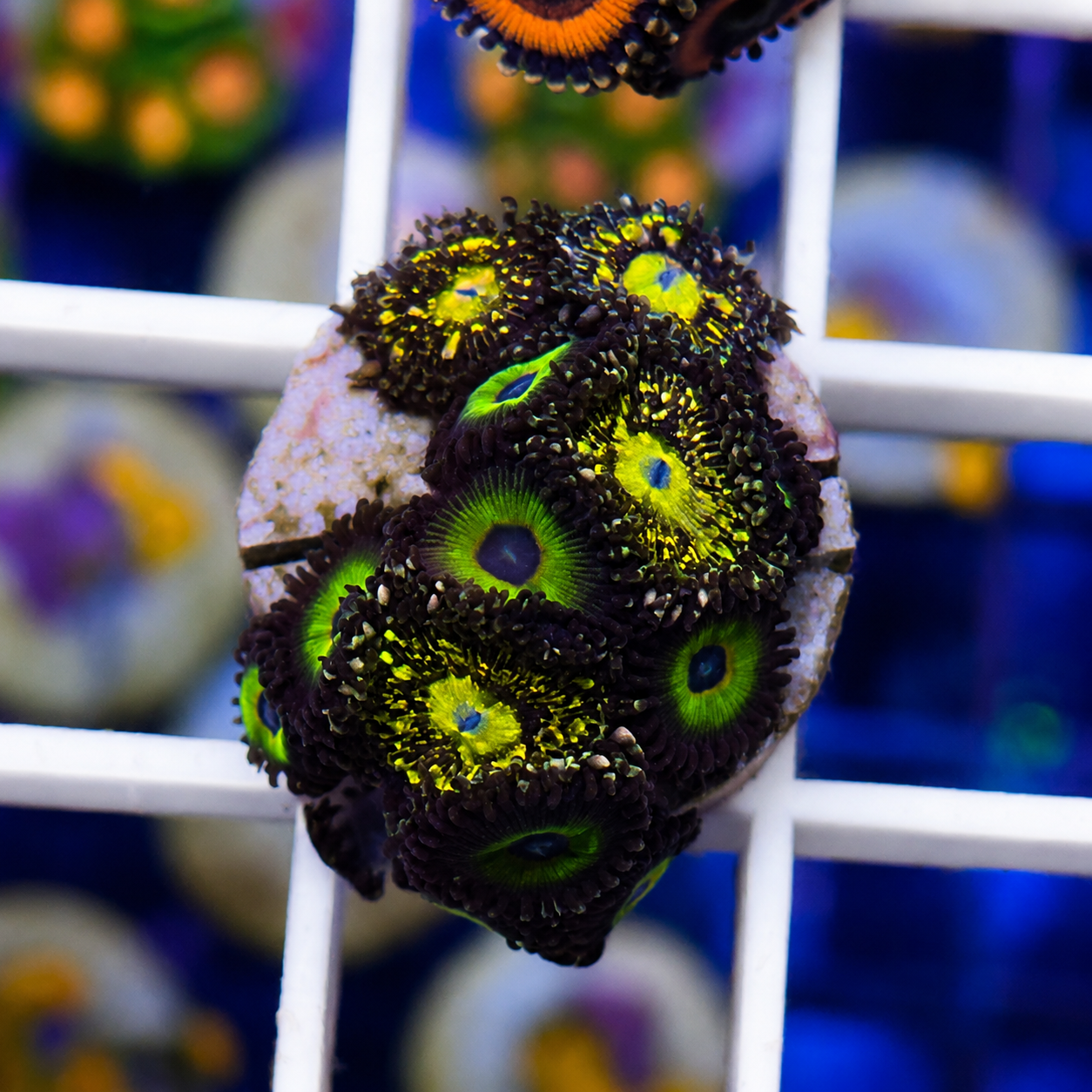 Grim Reapers Zoa Mix -p1