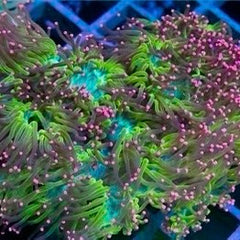 Jumbo Pink Tip Elegance