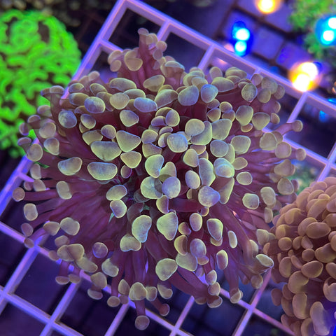 Gold Frogspawn