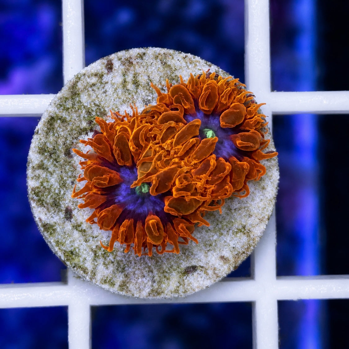 Blue Raven Blasto Coral