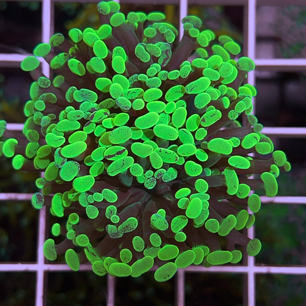 Large Green Frogspawn -a