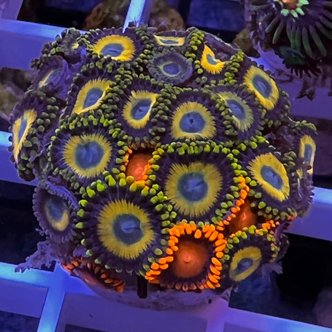Zoa Mix -c6