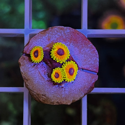 Great Owls Zoas