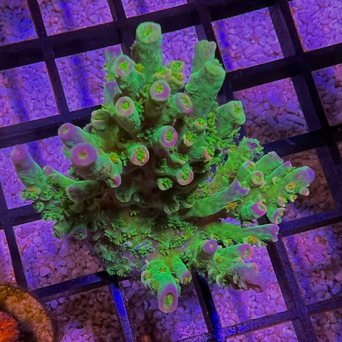 JF Homewrecker Large mini colony!