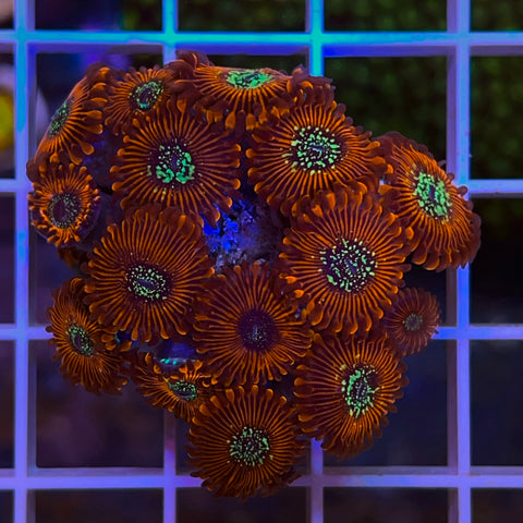 Magician Zoa Mini Colony!