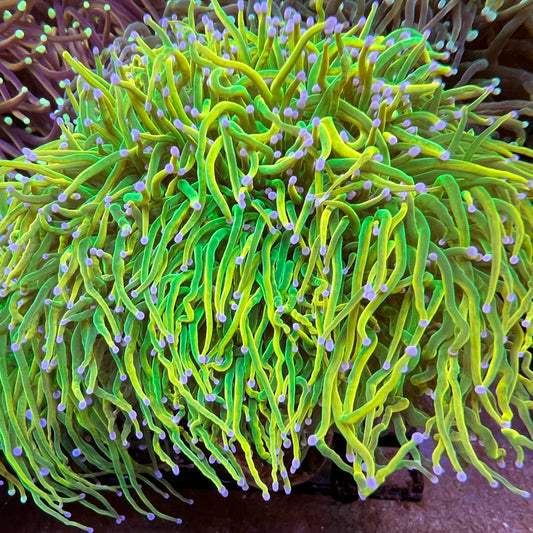 2021 BKCHEM Grinch Torch Coral (Lineaged)