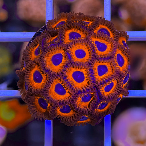 Kedds Reds Zoa Mini Colony!