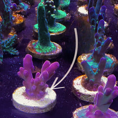 DFS Pink Panther Acro (click here to see mother)