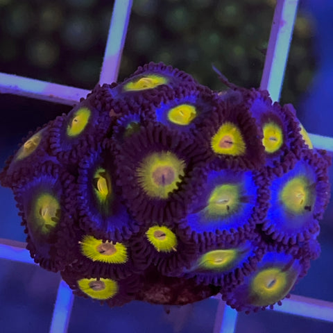 Zoa Mix -A4