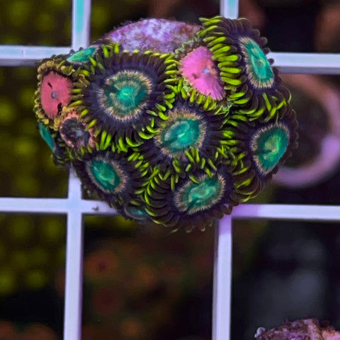 Zoa Combo A1