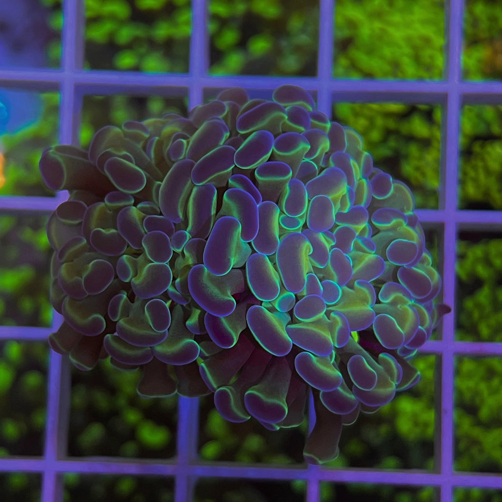 Hologram Hammer Lazy's Coral House