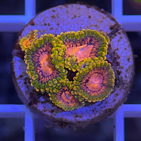 Grandmaster Krakatoa's Zoas -c