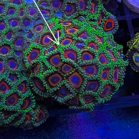 Zoa Mix colony - M8