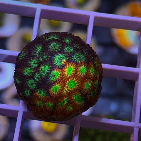 JF Dayglo Favia w/Red and Blue!
