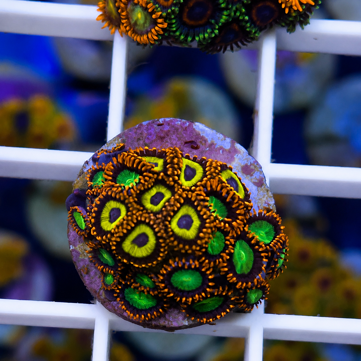 Zoa Mix -p3