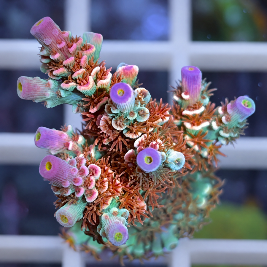 CC Disney Jr. Acropora coral at Lazy's Coral House