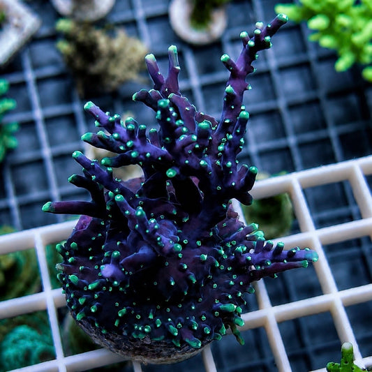 RMF Last Dragon Acropora - (Med Colony) - WYSIWYG