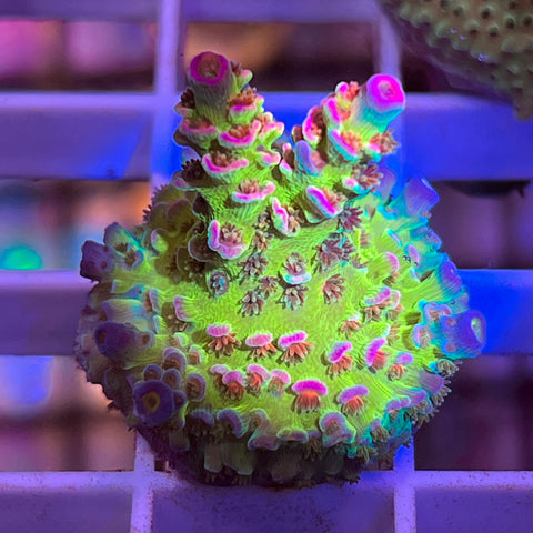 JF Jolt in full color! (6 months old will branch soon!)