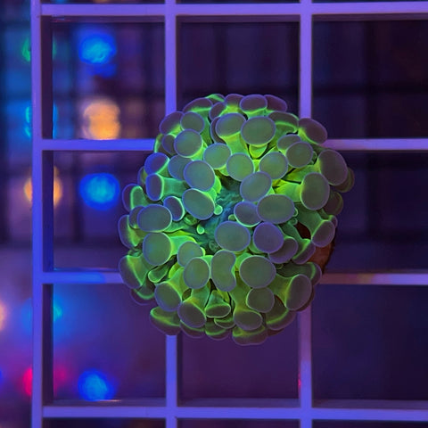 Hologram Hammer -a1