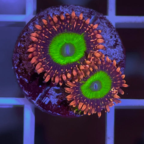 LCH Chucky’s X (2 Polyps)