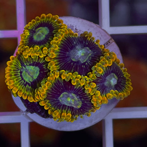 Rainbow Yoda (5 Polyps)
