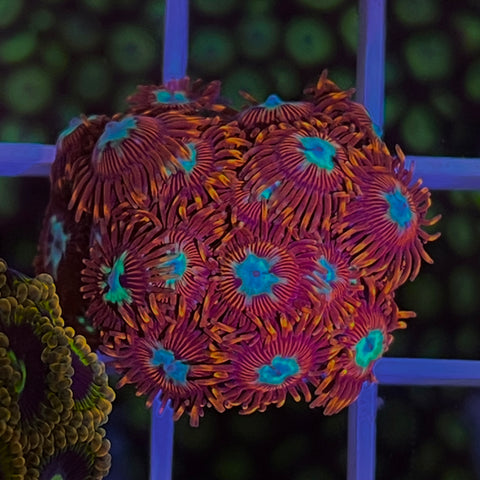 LCH Chrysanthemums (full plug!)