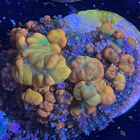 XLG WWC OG Bounce Mushroom!