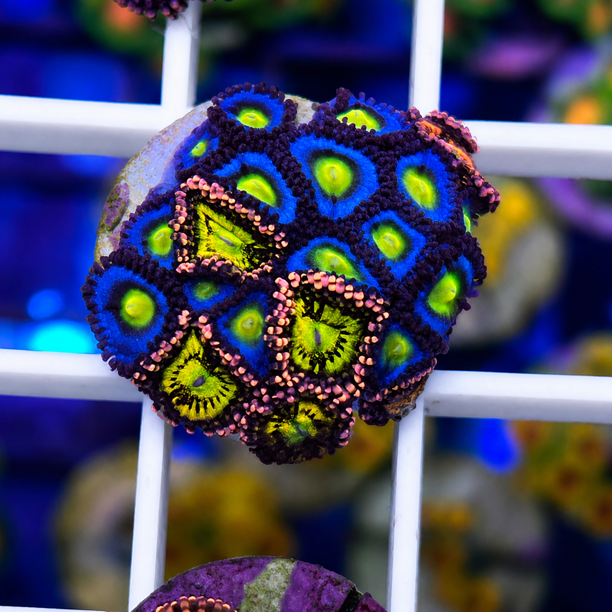 Zoa Mix -p1