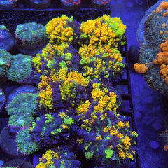 CC Magic Carpet Mushroom (see description)