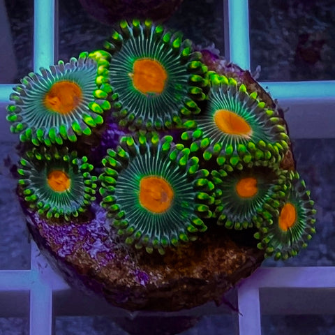 Green Bay Packers Zoa (7 polyps)
