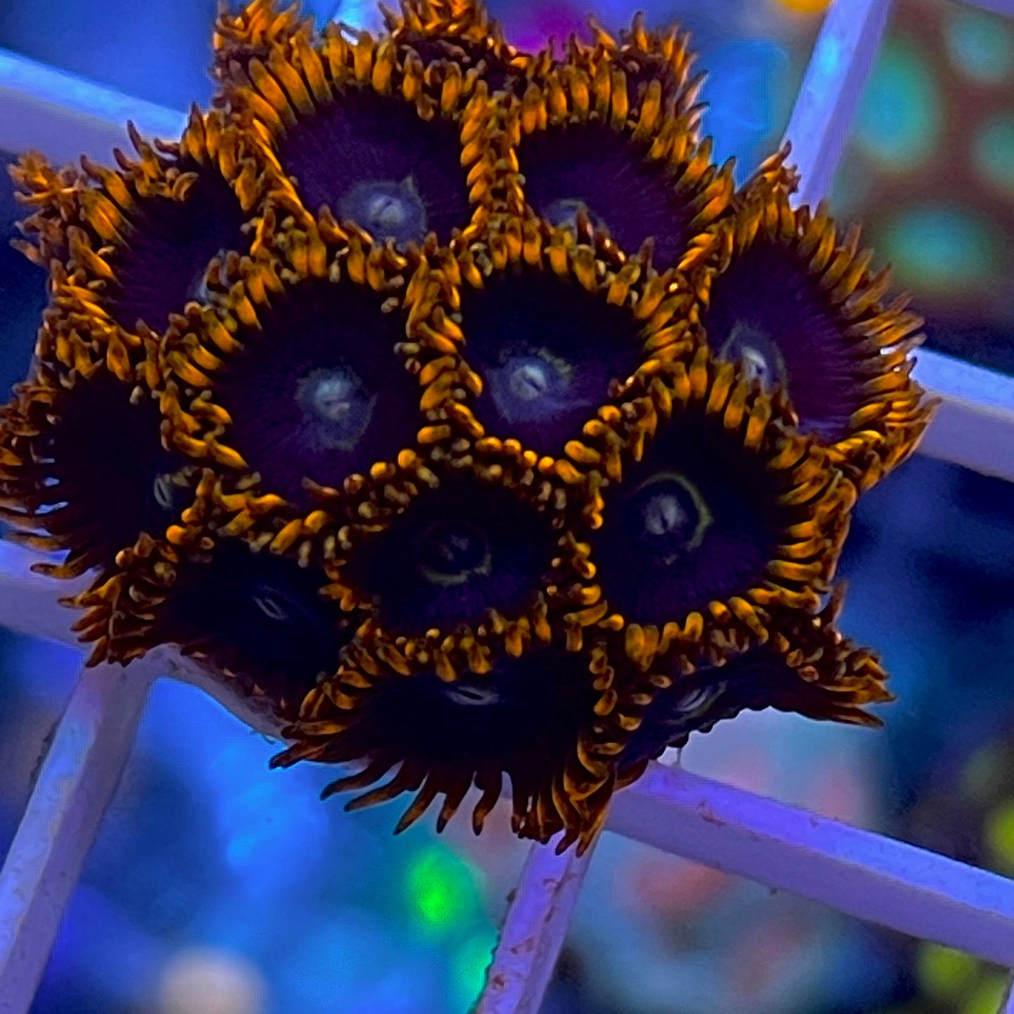 Rainbow Hornet  -o