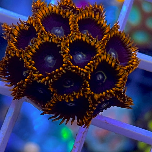 Rainbow Hornet  -o