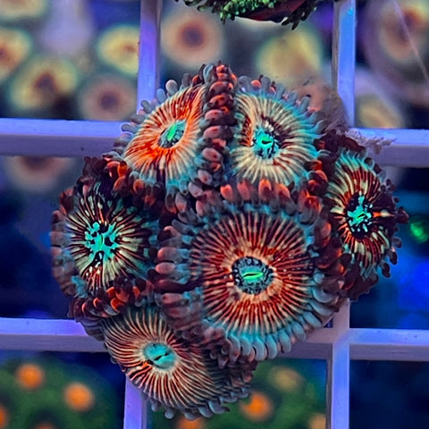 White Zombies (6 polyps)