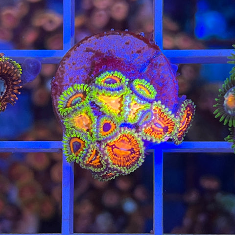 Zoa Mix -f