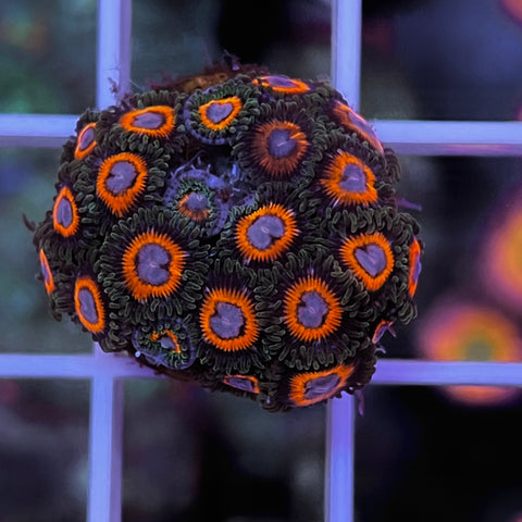 JF Fairy Tail Zoa Full Plug