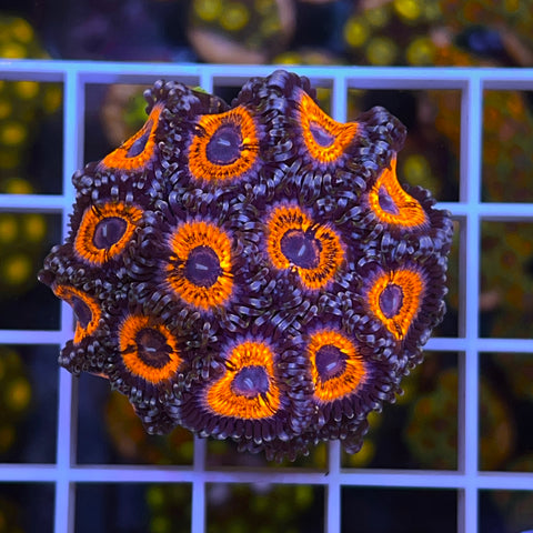 Armageddon Zoa overloaded plug!